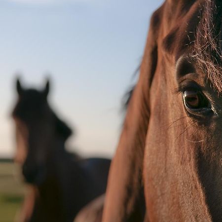 Reiterhof Gruendeich Leilighet Holtgast Eksteriør bilde